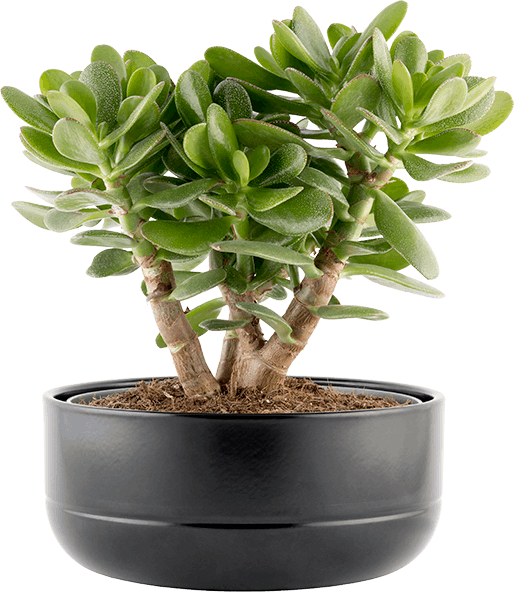 Money Plant